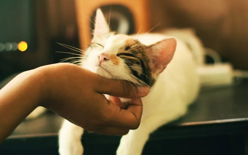 Whiskers & Paws Luxury Cat Resort
