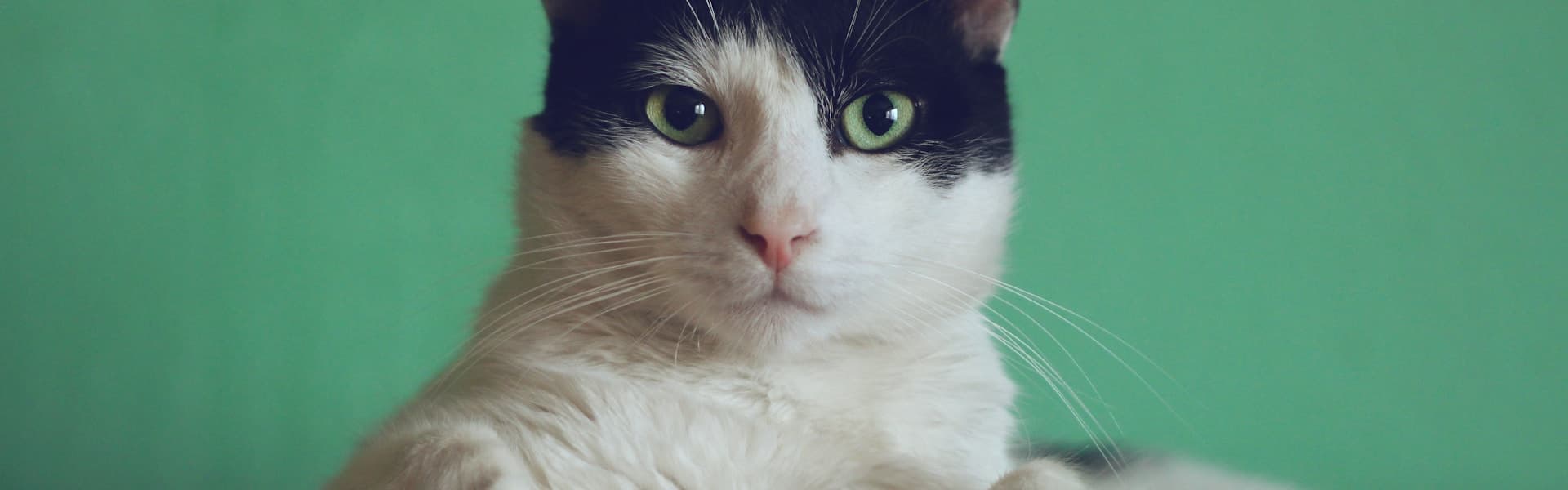 Cat looking up