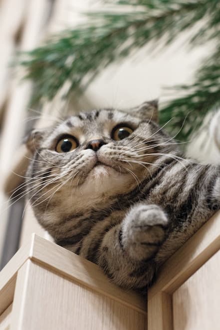 Example cattery listing - Paws & Whiskers Cattery