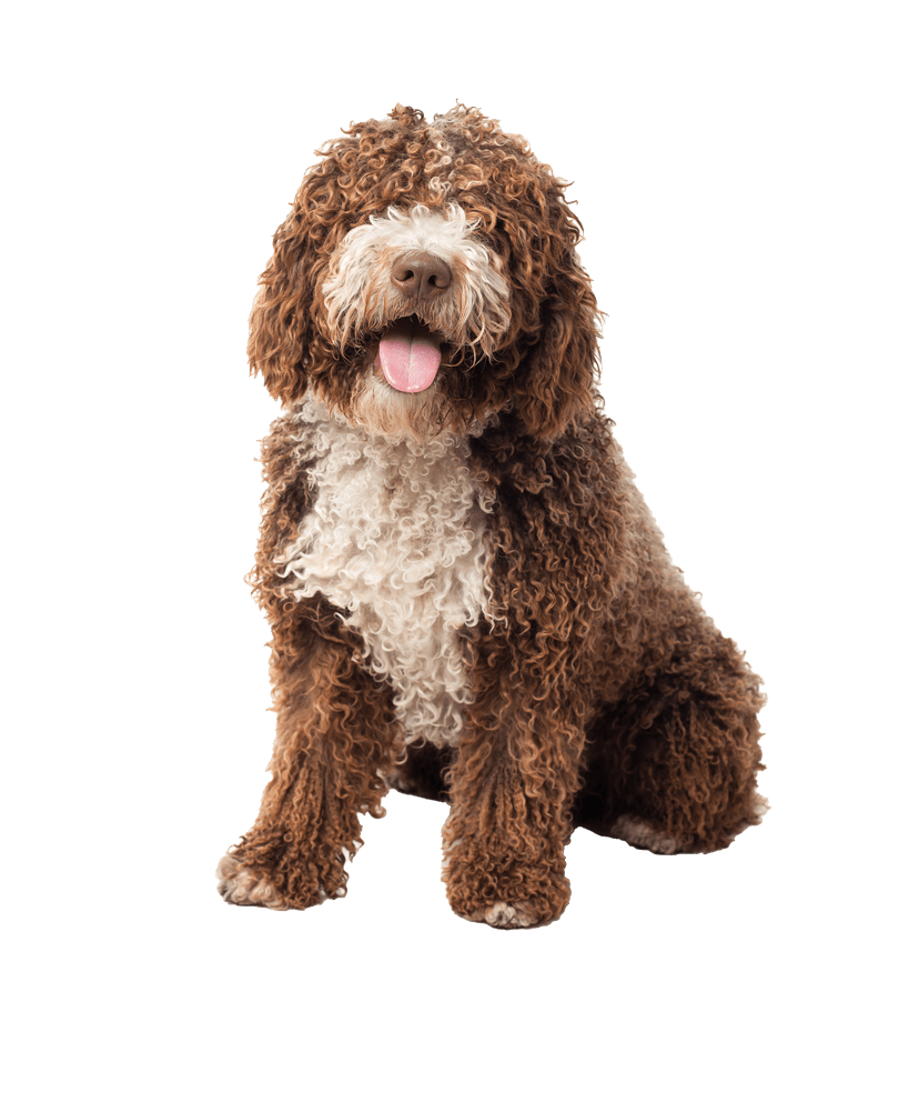 Cute brown dog
