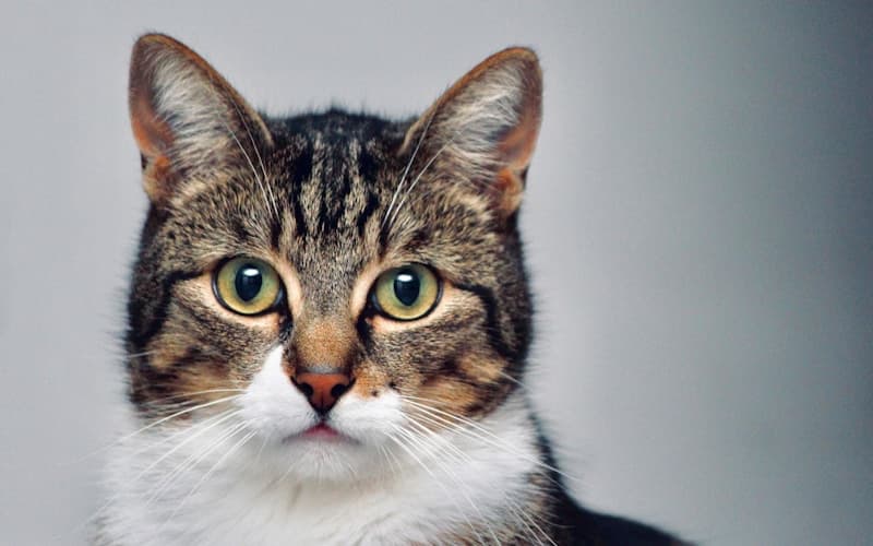 Catteries in Lower Hutt