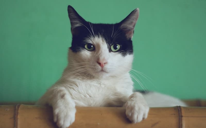 Catteries in Tauranga
