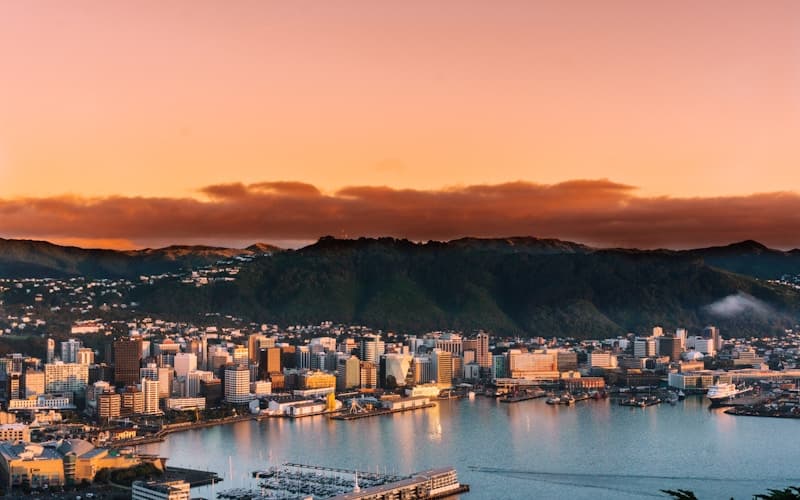 Cat boarding in Wellington