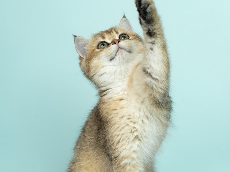 First-Time Cat Owner Guide: Everything You Need to Know | PawSpot
